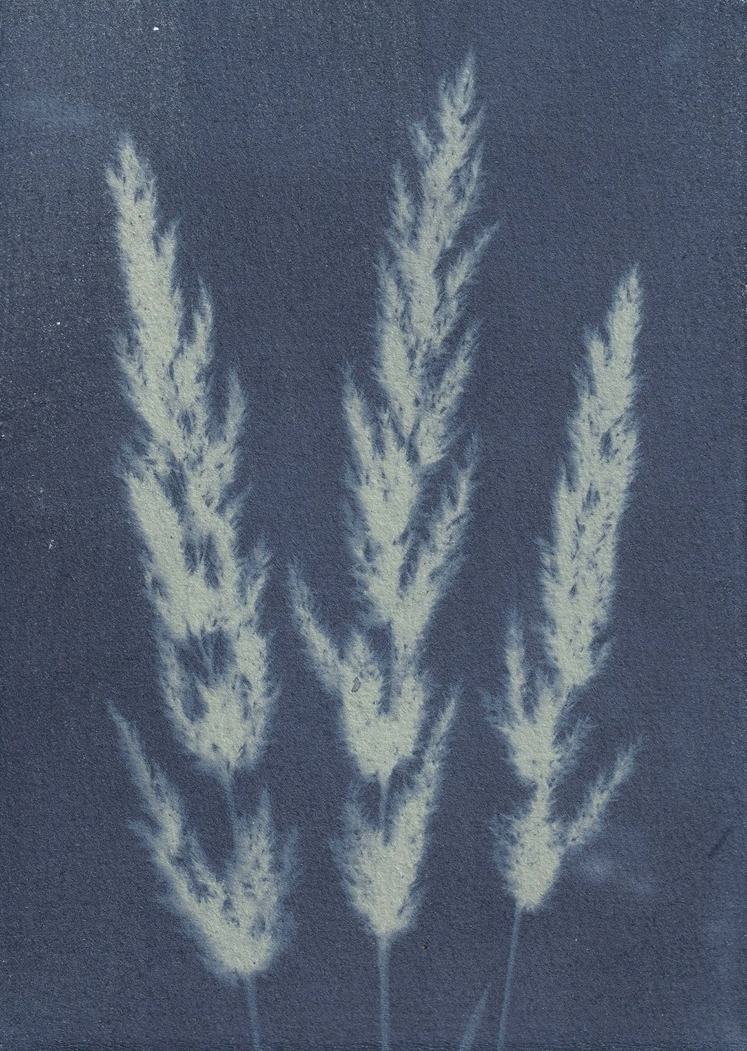 Polypogon monspeciensis_web.jpg