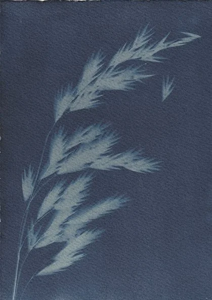 Bromus catharticus_dynamic.jpg