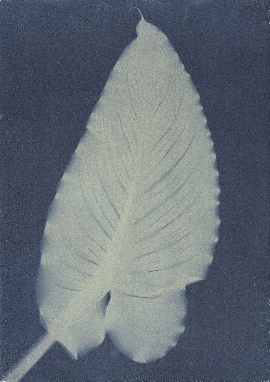 Zantedeschia aethiopica Leaf_web.jpg