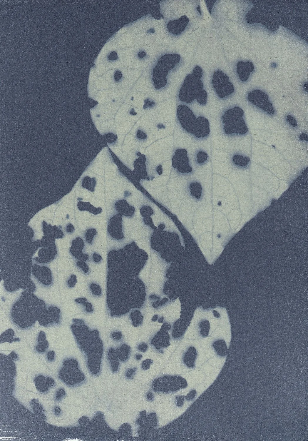 Macropiper excelsum 2_web.jpg