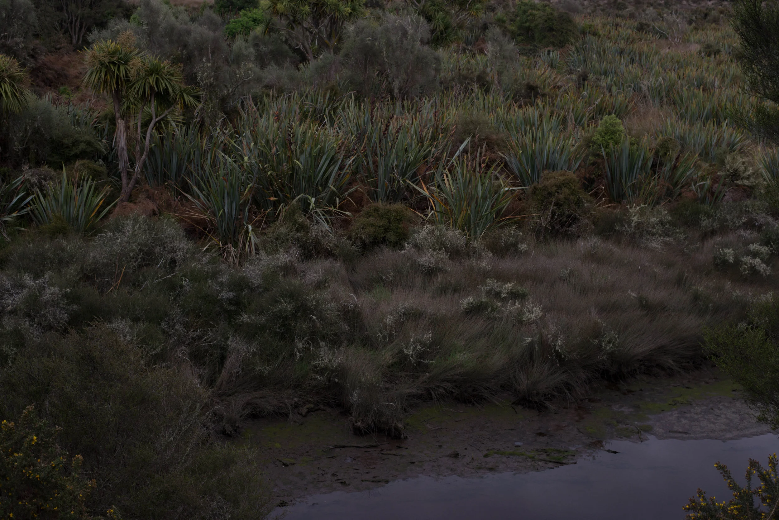 20181117-Akatore Swamp2435Low Res.jpg