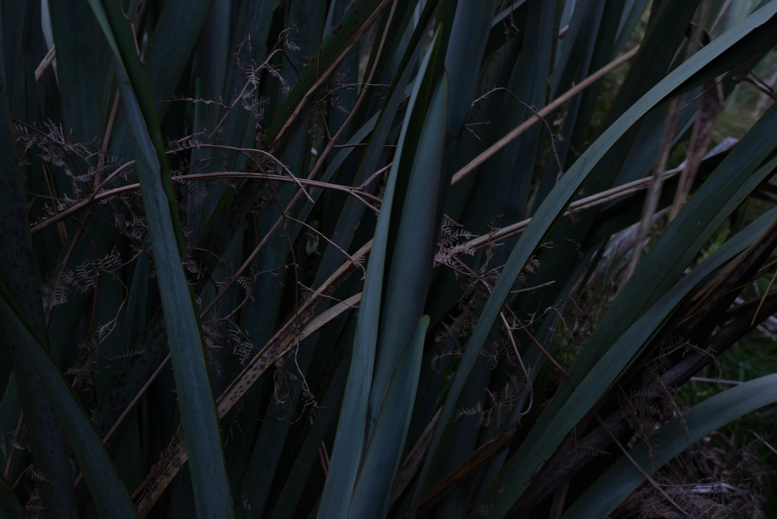 20181117-Akatore Swamp2489Low Res.jpg