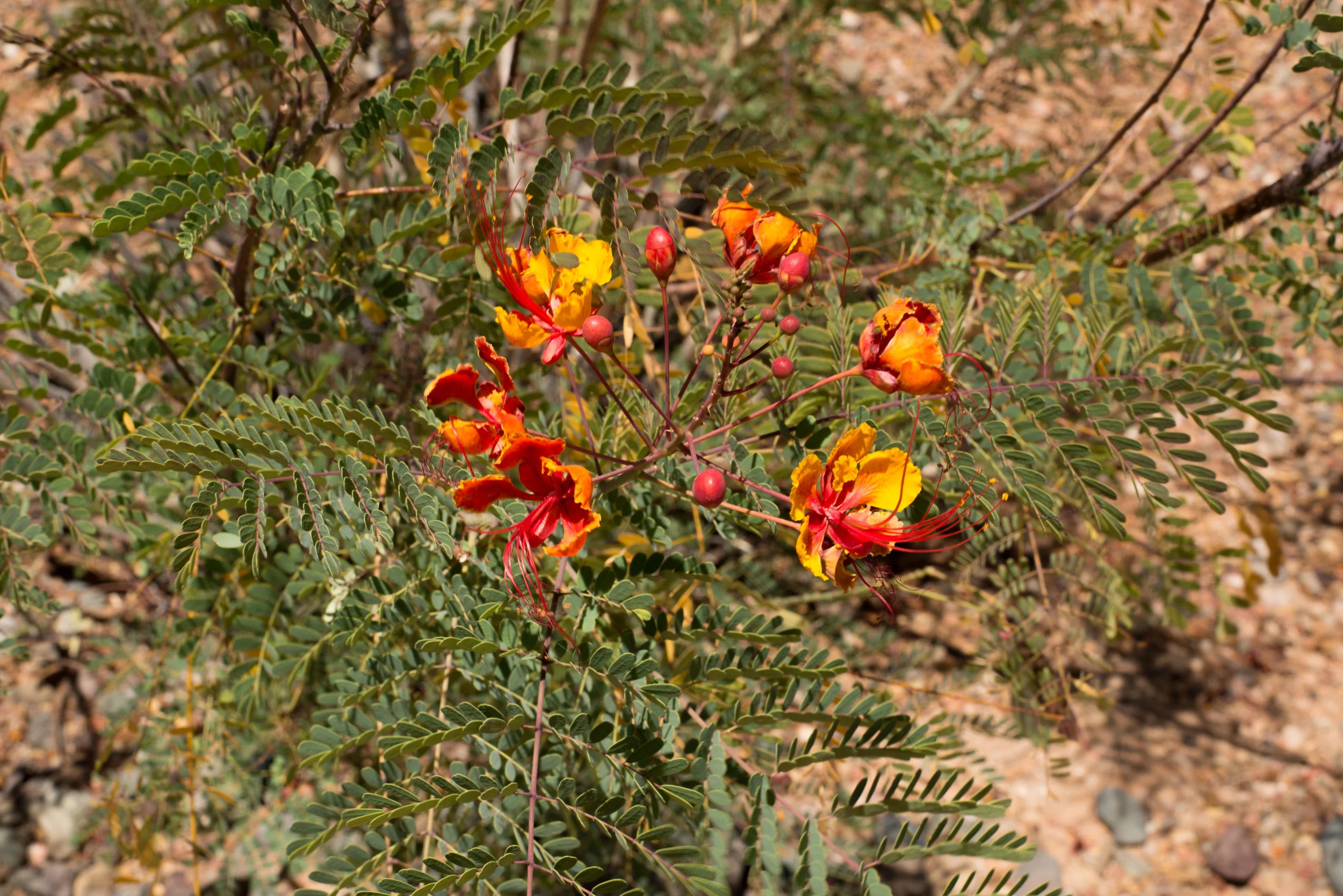 Mexican Bird of Paradise