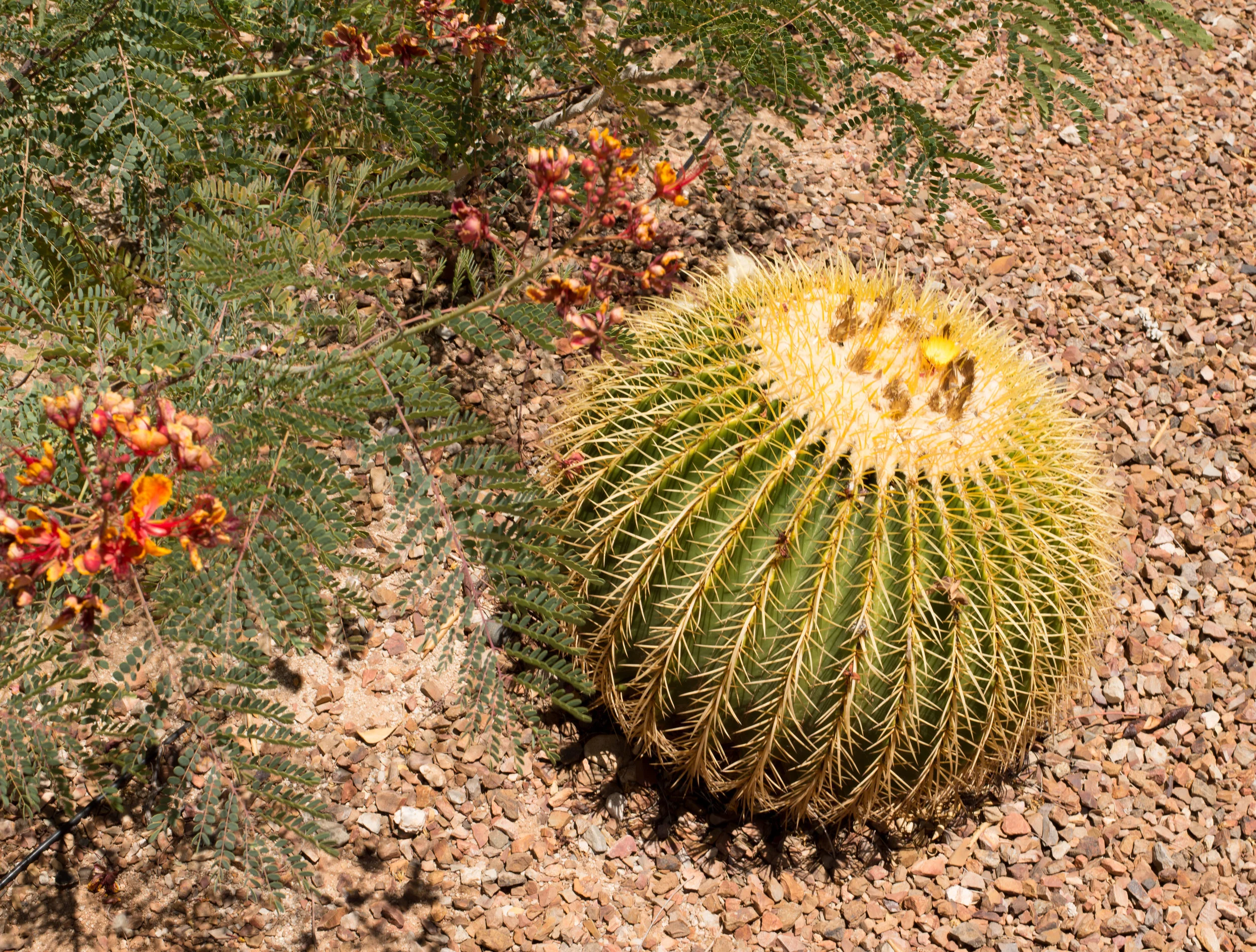 Fire Barrel Cactus