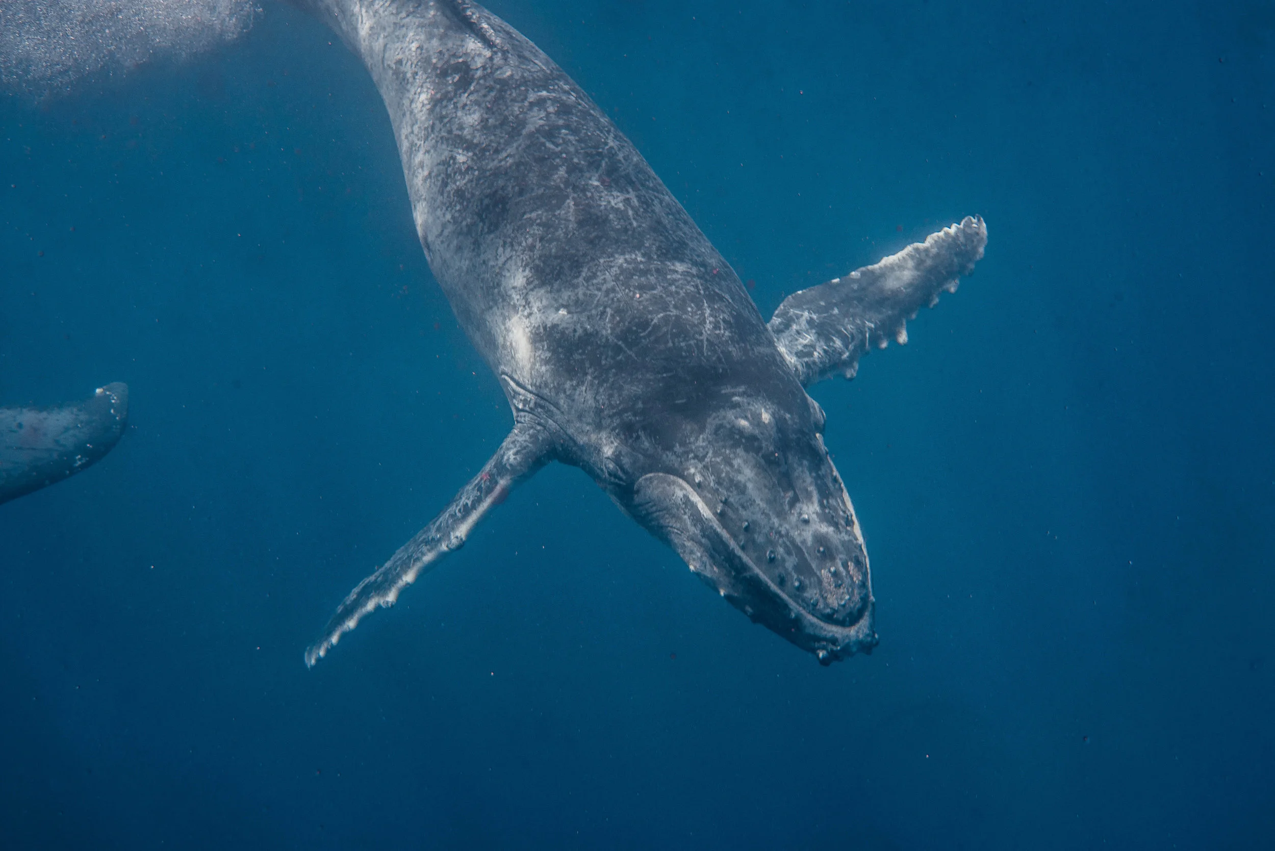 20180827-day1motherandcalf768low-res.jpg