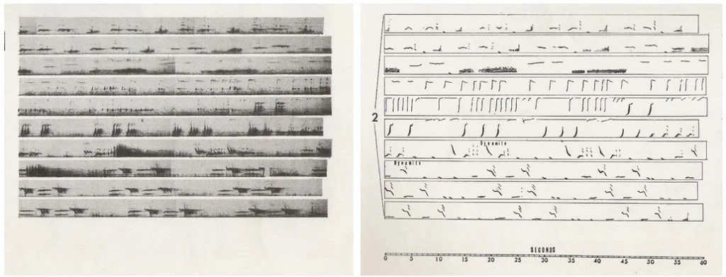 patternity_roger-payne-assisted-by-researcher-scott-mcvay-1024x391-png.jpeg