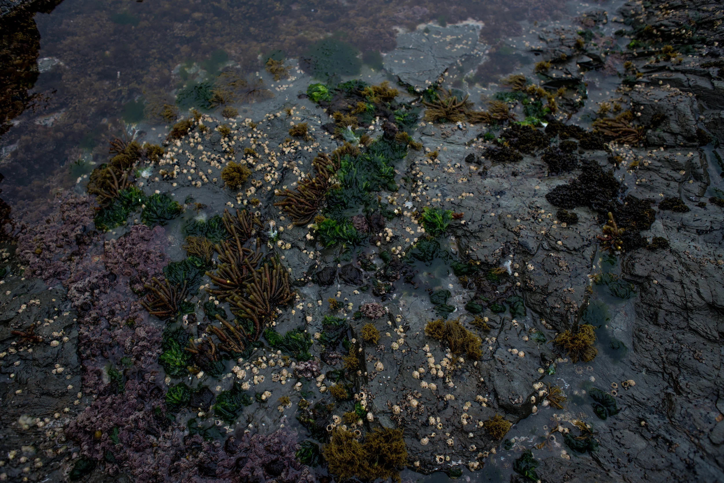 20181215-rockpooling2899.jpg