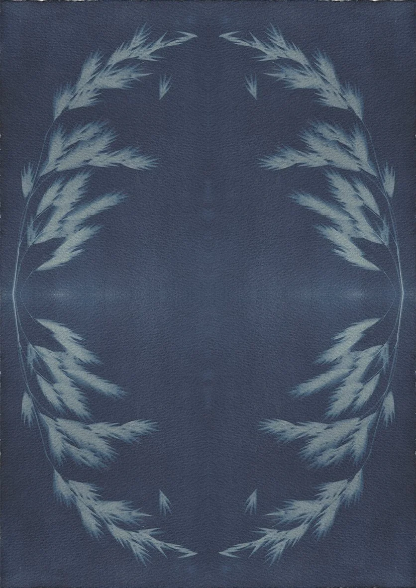 Bromus catharticus_Tile_web.jpg