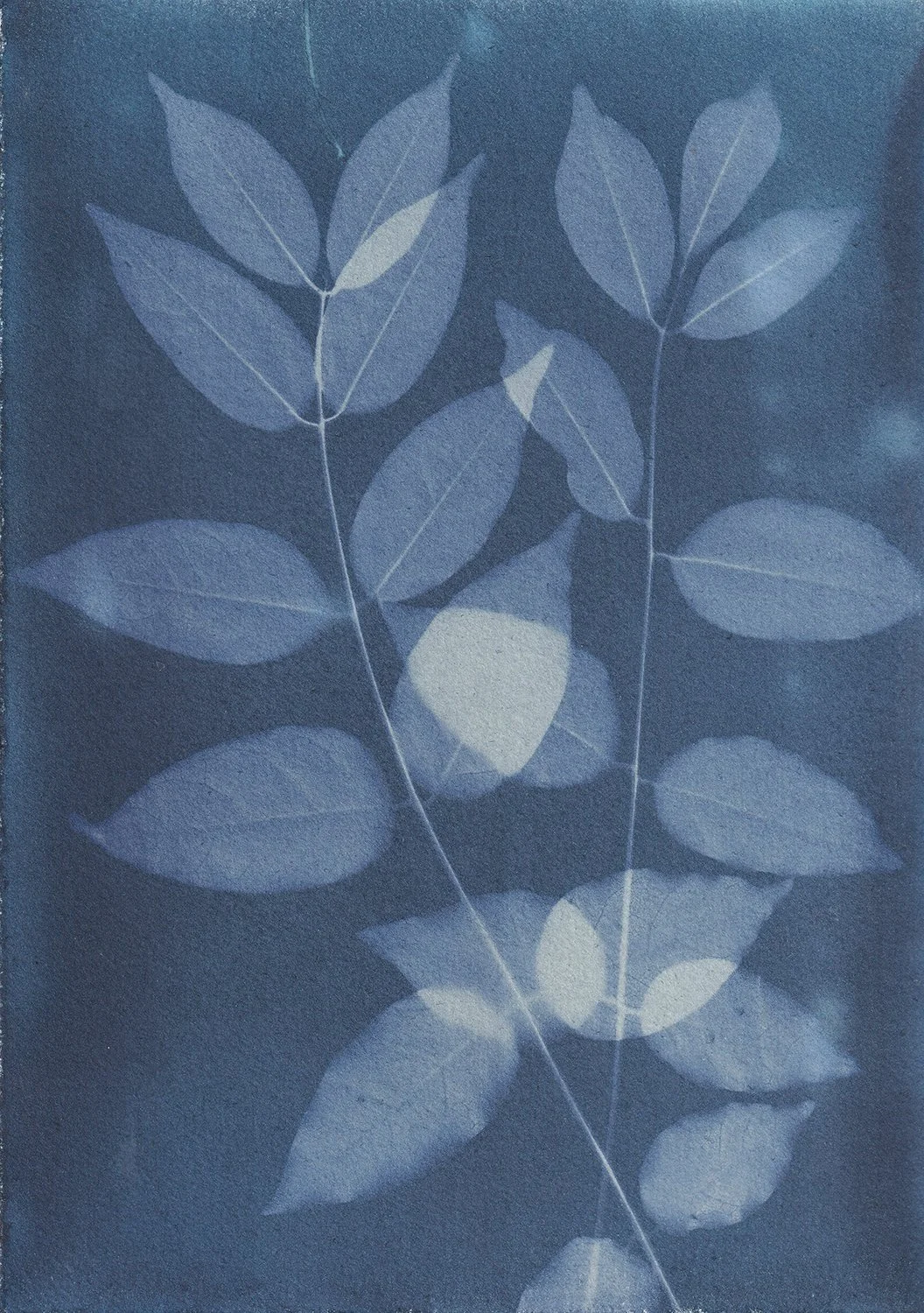 dynamic_Wisteria 1_web.jpg