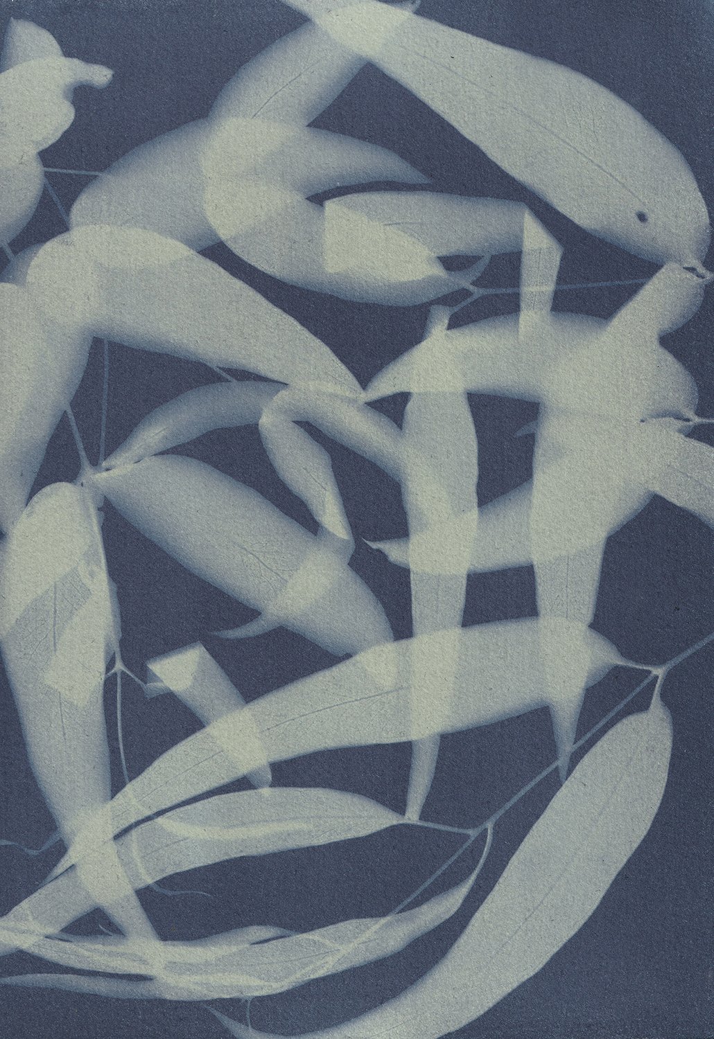 Eucalyptus B_web.jpg