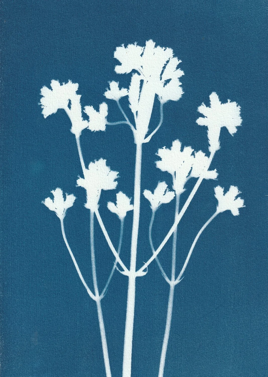 Verbena incompta_web.jpg
