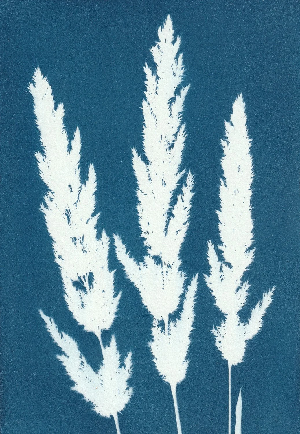Polypogon monspeliensis_web.jpg