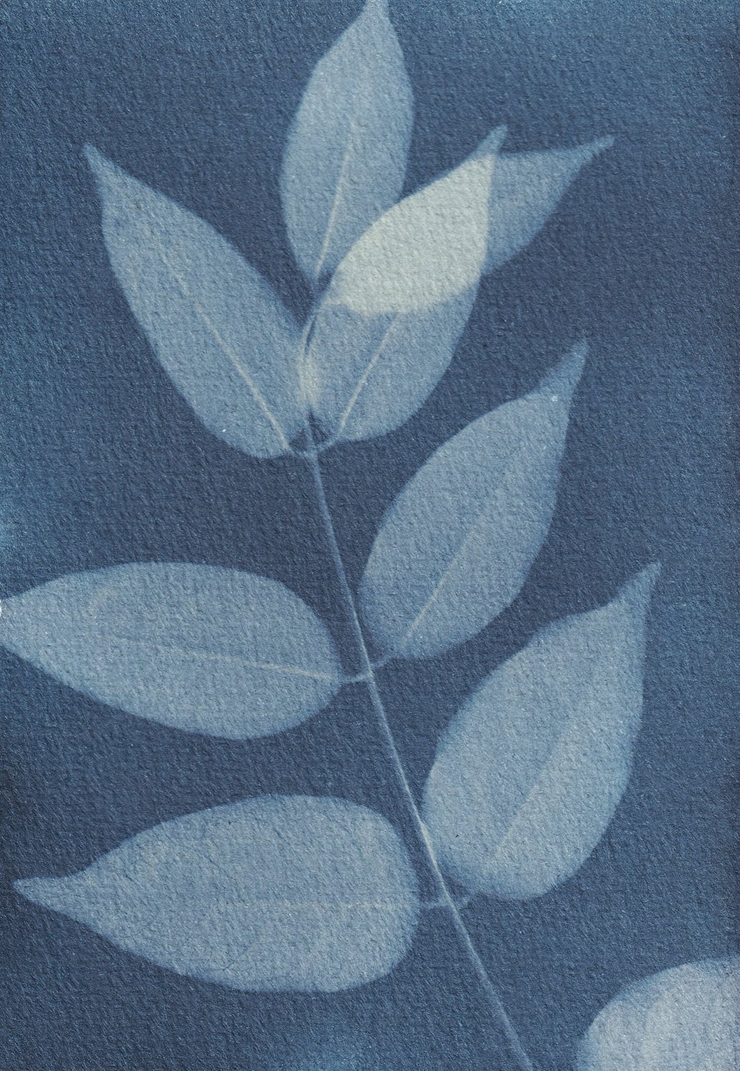 dynamic_Wisteria 2_web.jpg