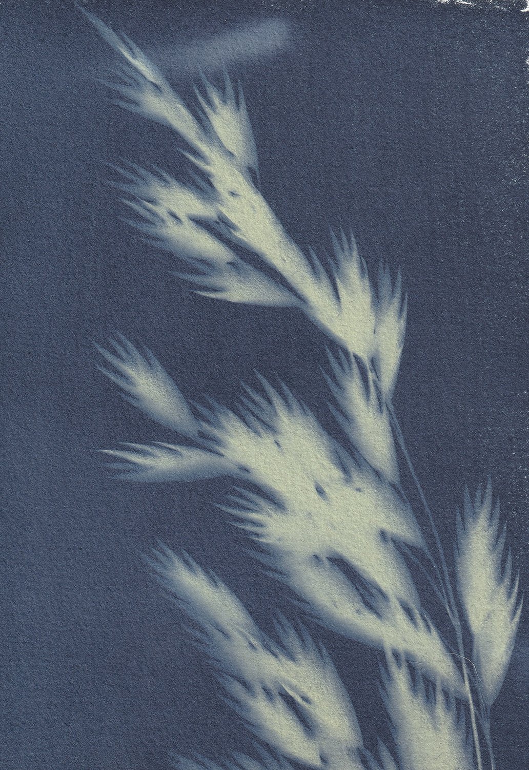 Bromus catharticus_web.jpg