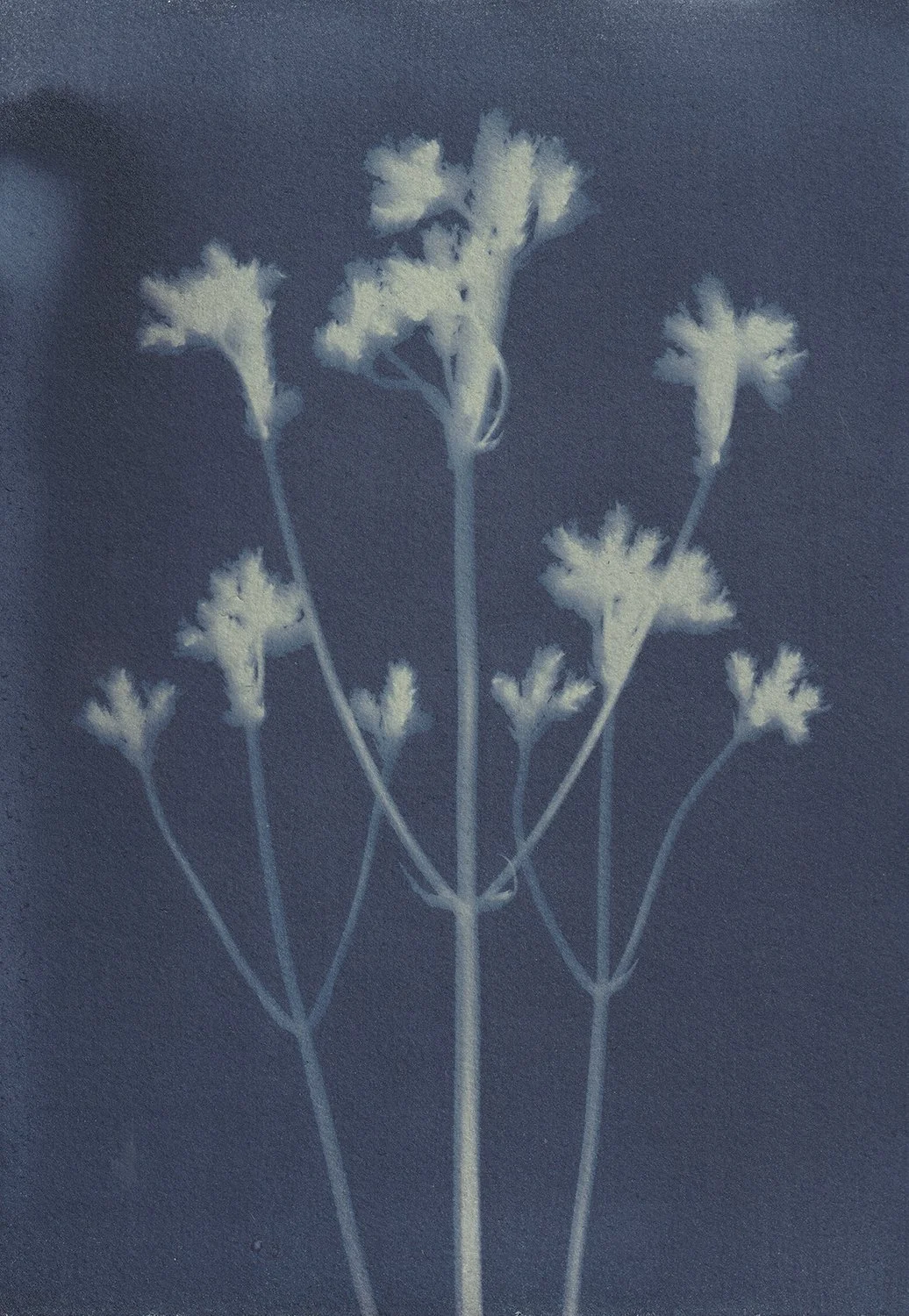 Verbena incompta_web.jpg