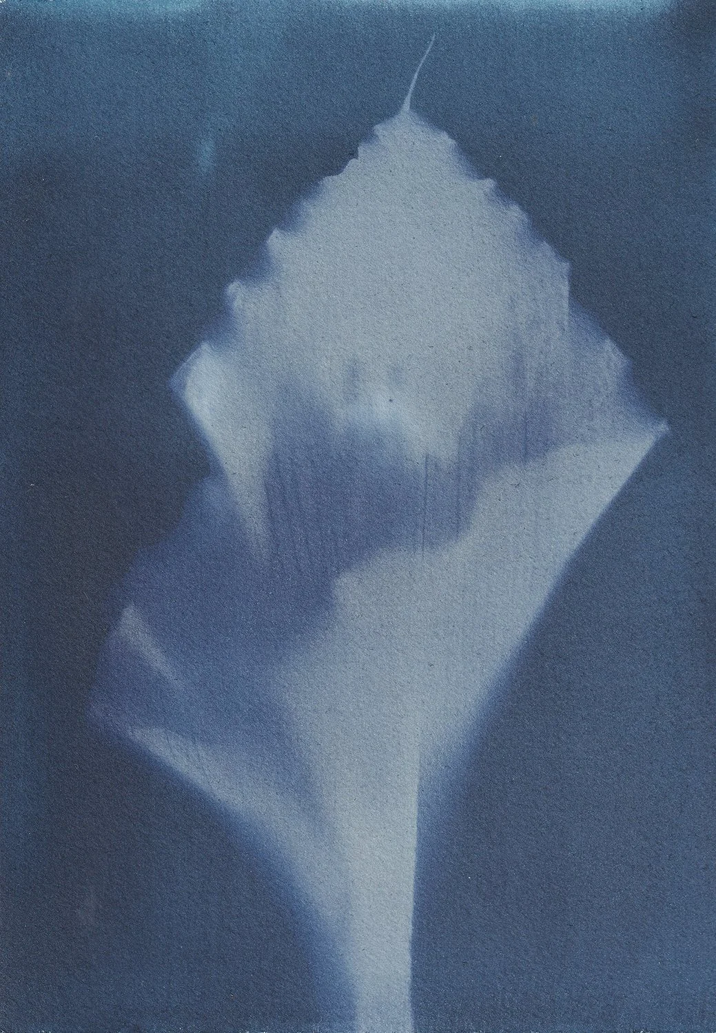 dynamic_Zantedeschia aethiopica_web.jpg