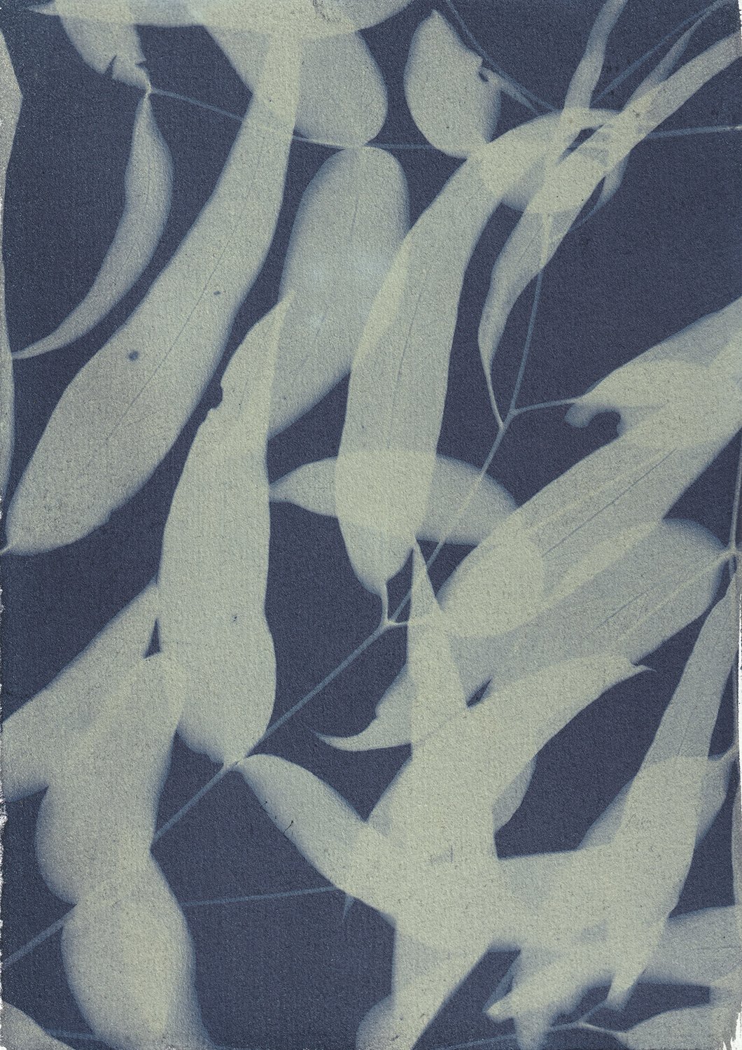Eucalyptus A_web.jpg