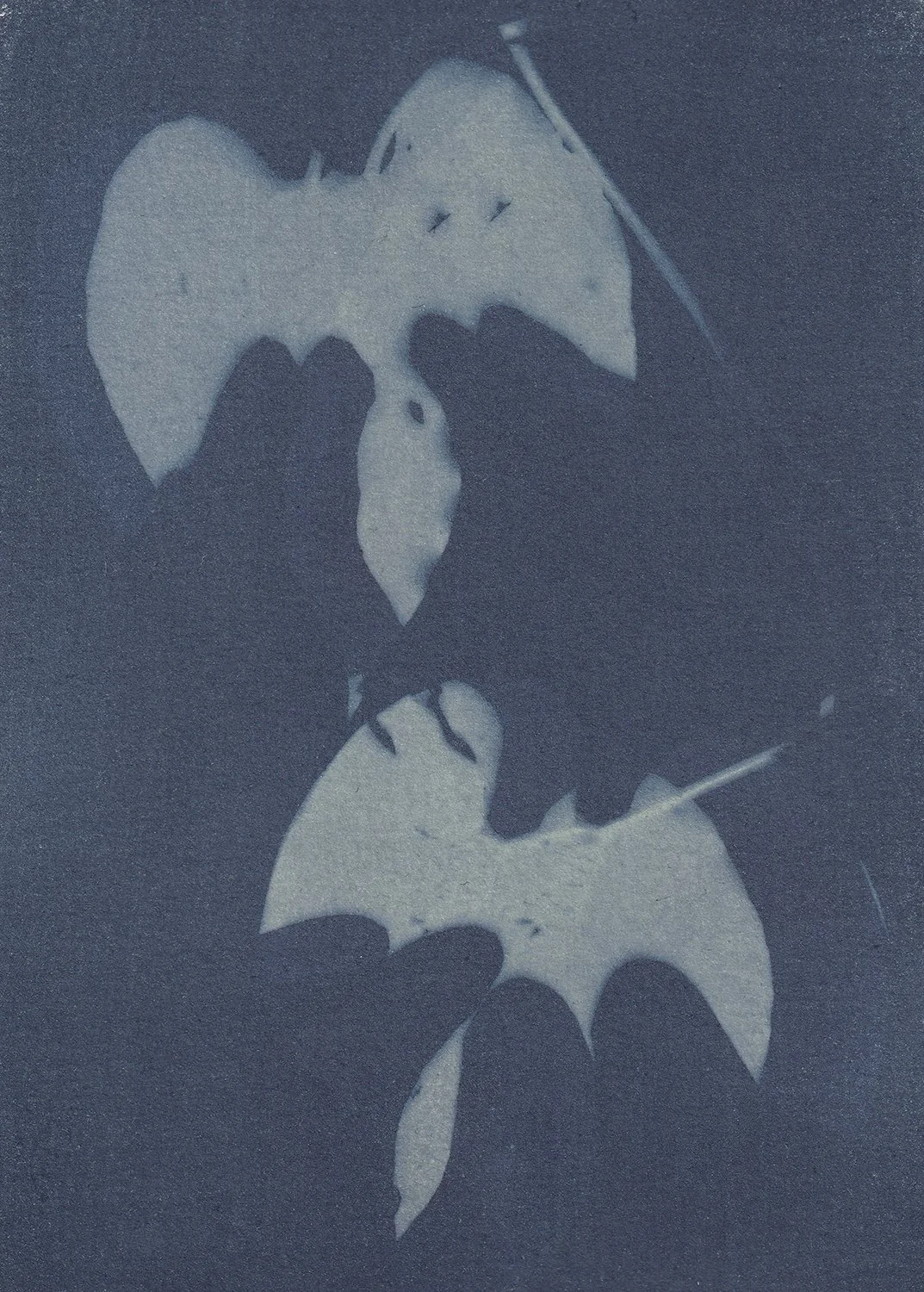 Ipomoea indica_web.jpg
