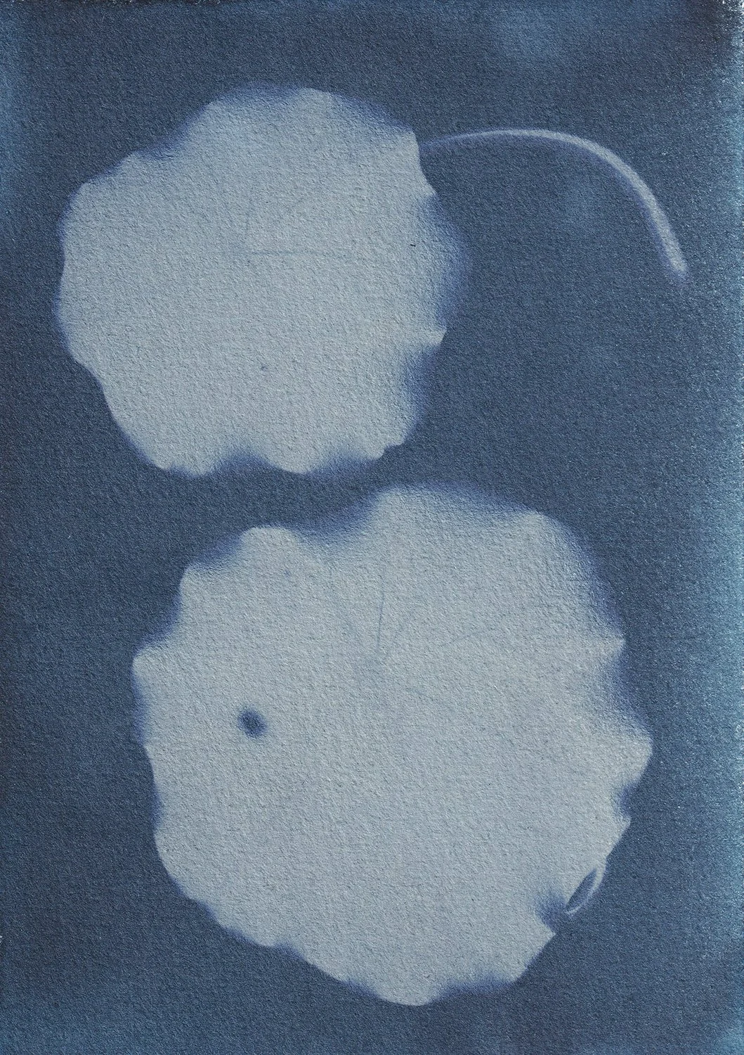 dynamic_nasturtium_web.jpg