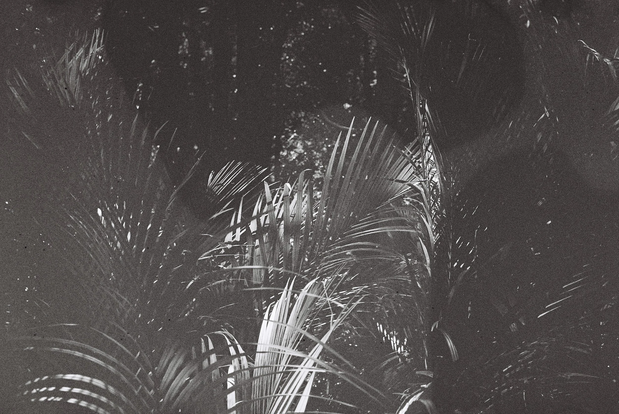 July Update, Understory