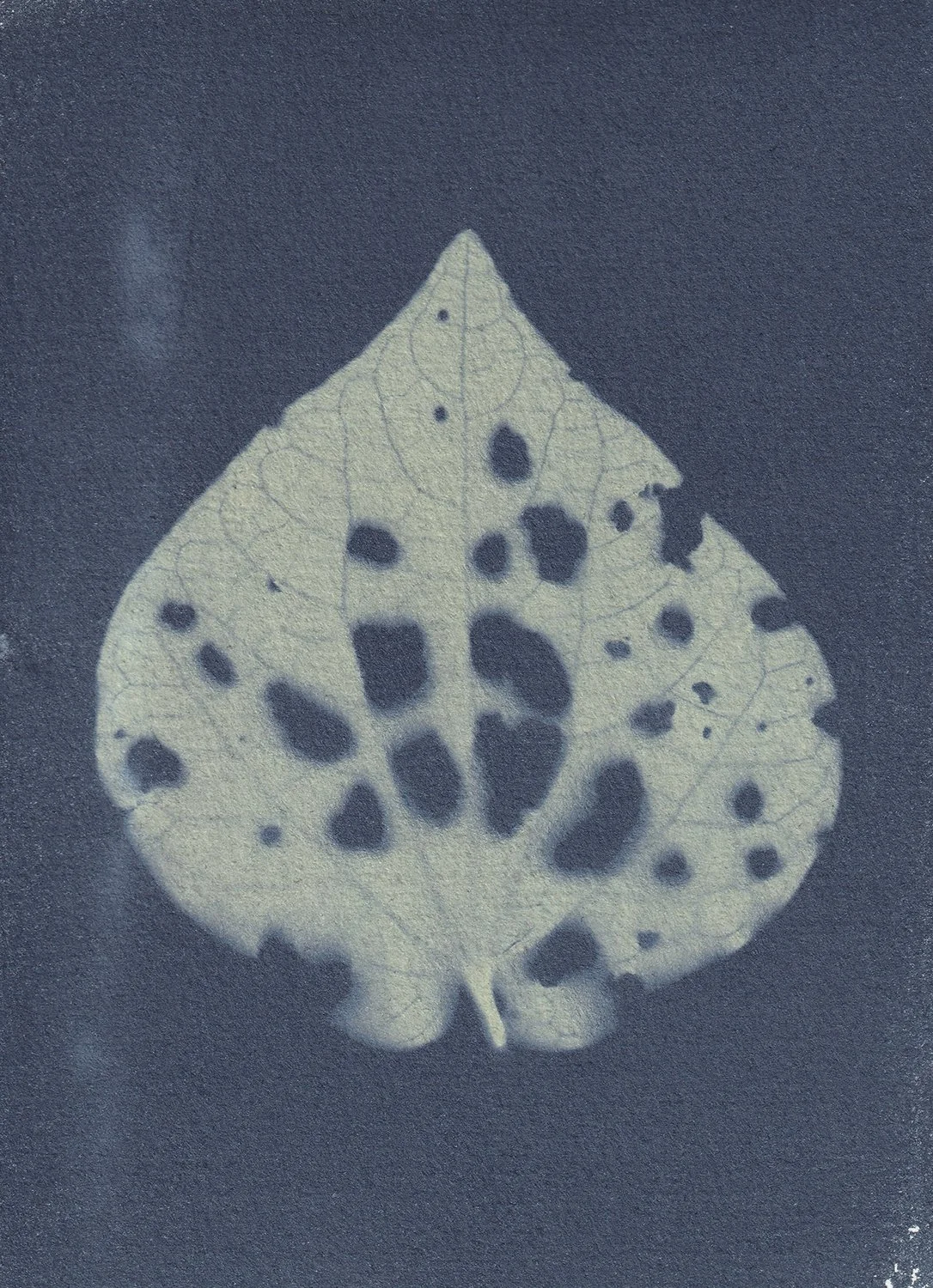 Macropiper excelsum_web.jpg