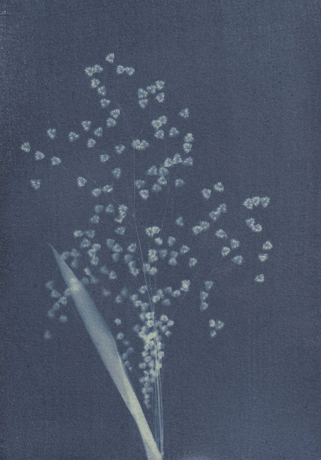 Briza minor_web.jpg