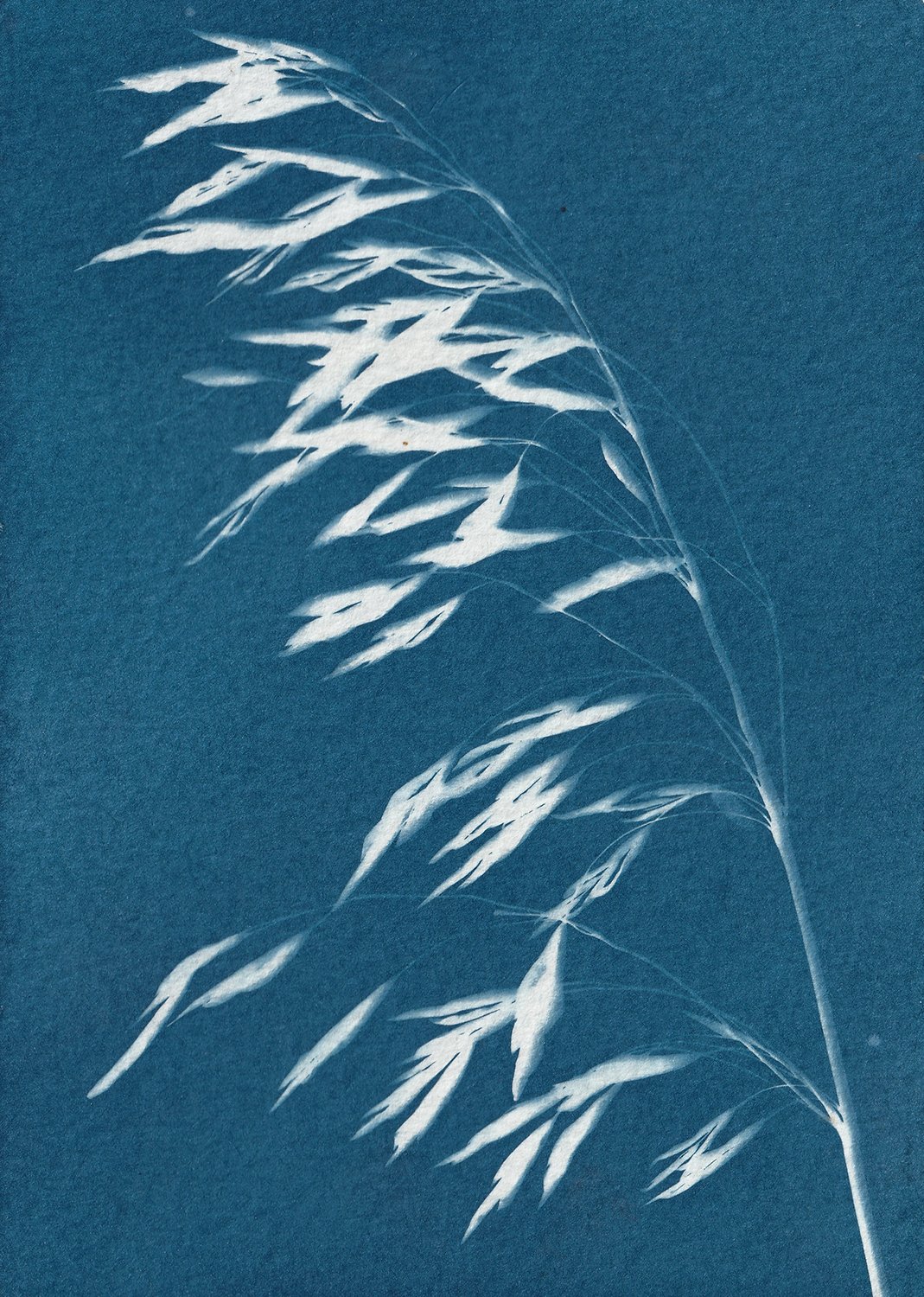 Bromus tectorum_web.jpg