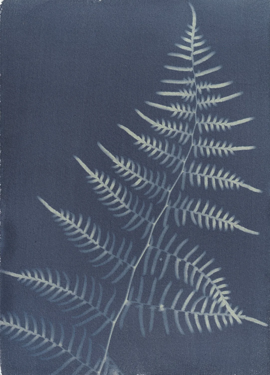 Pteridium esculentum_web.jpg