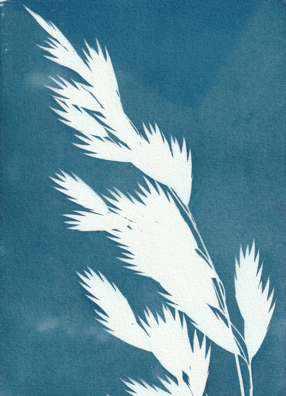 Bromus catharticus_web.jpg