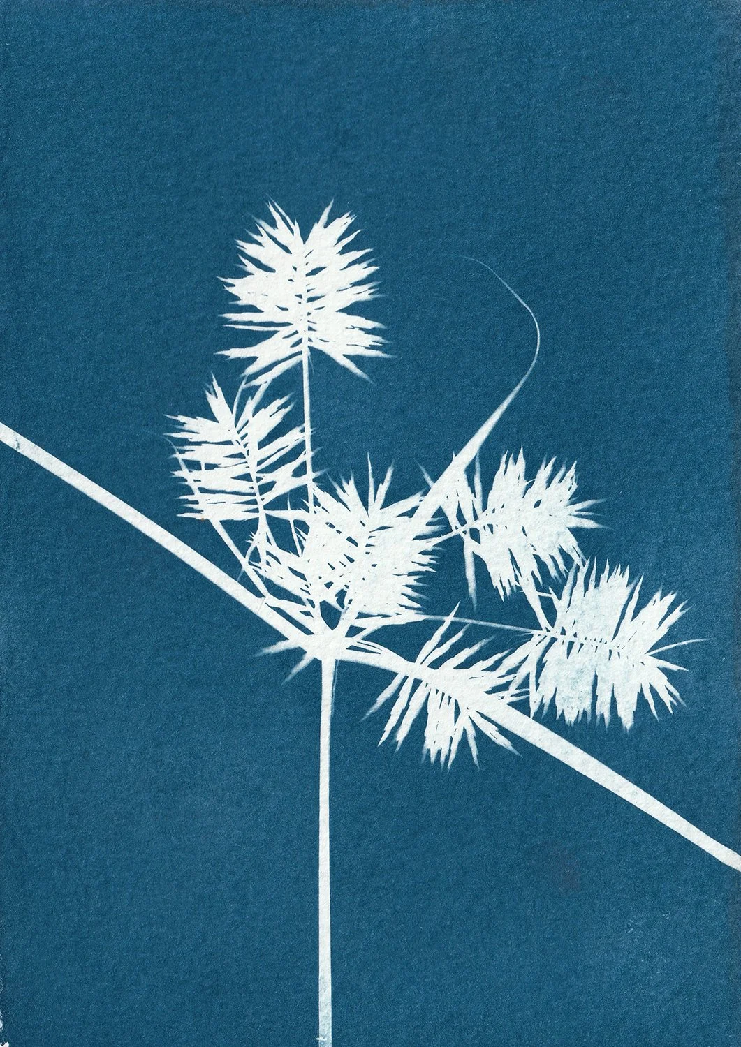 Cyperus_web.jpg