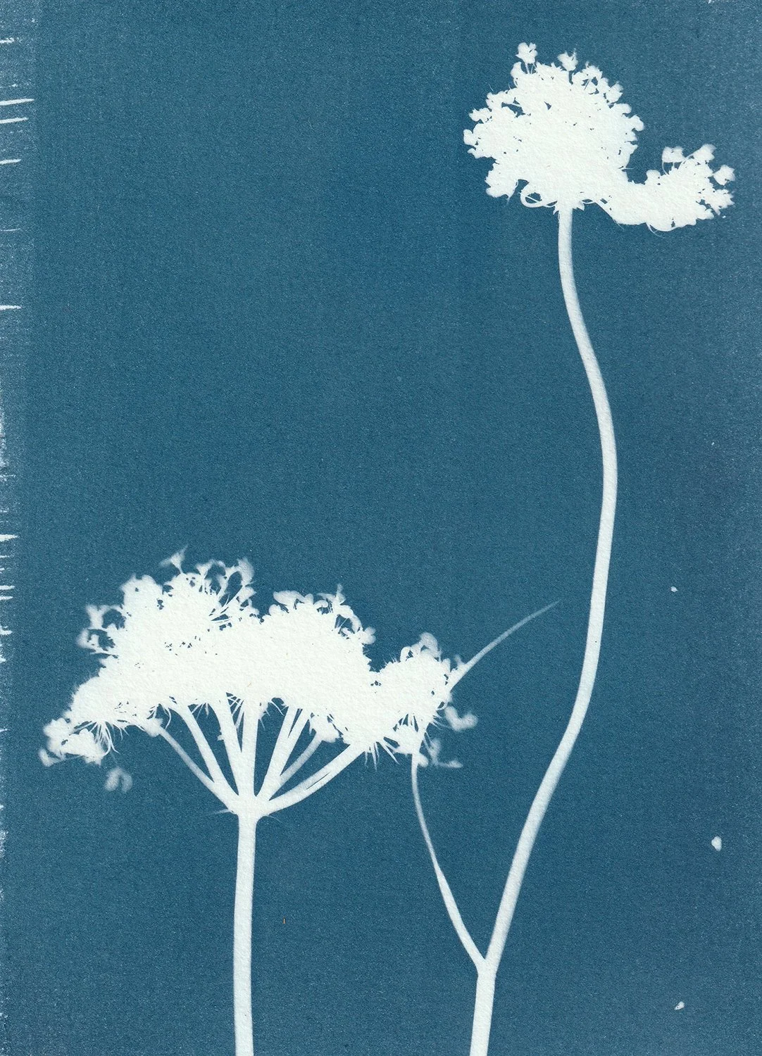 Daucus carota 2_web.jpg
