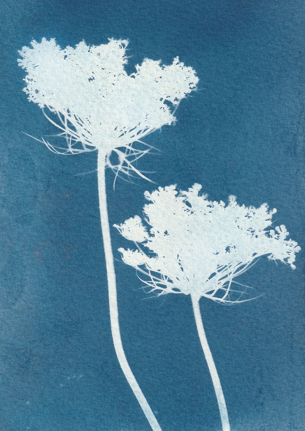 Daucus carota_web.jpg