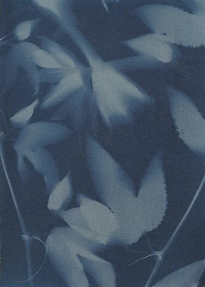 Passiflora section_dynamic.jpg