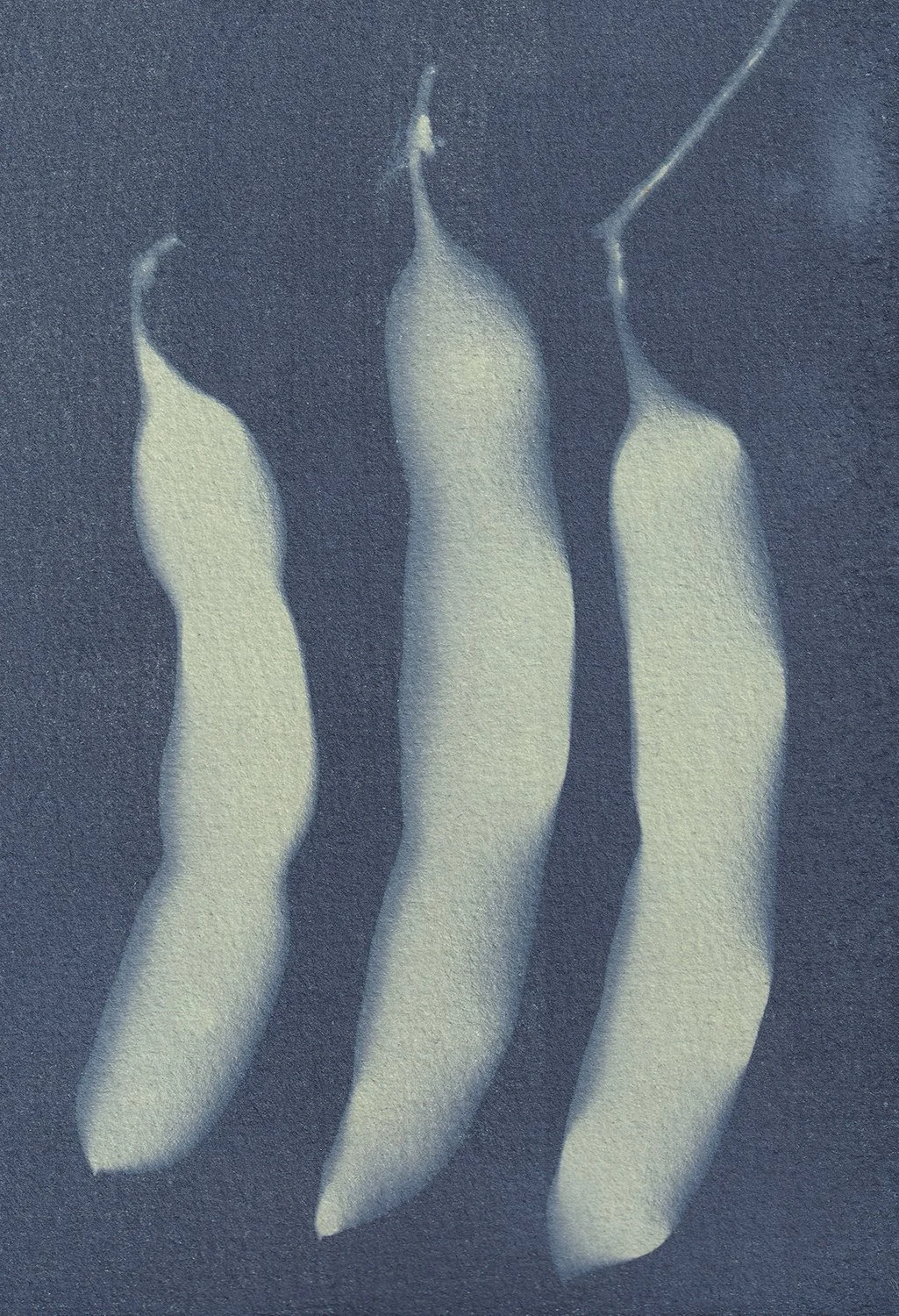 Paraserianthes lophantha pods_web.jpg
