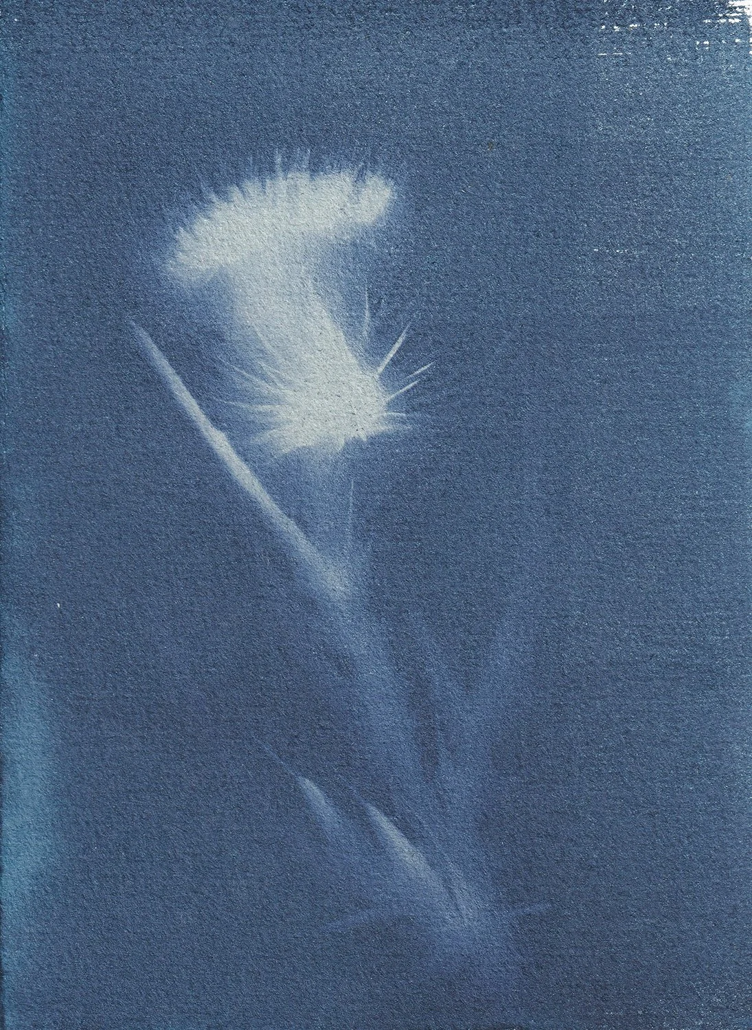 dynamic_Cirsium_web.jpg