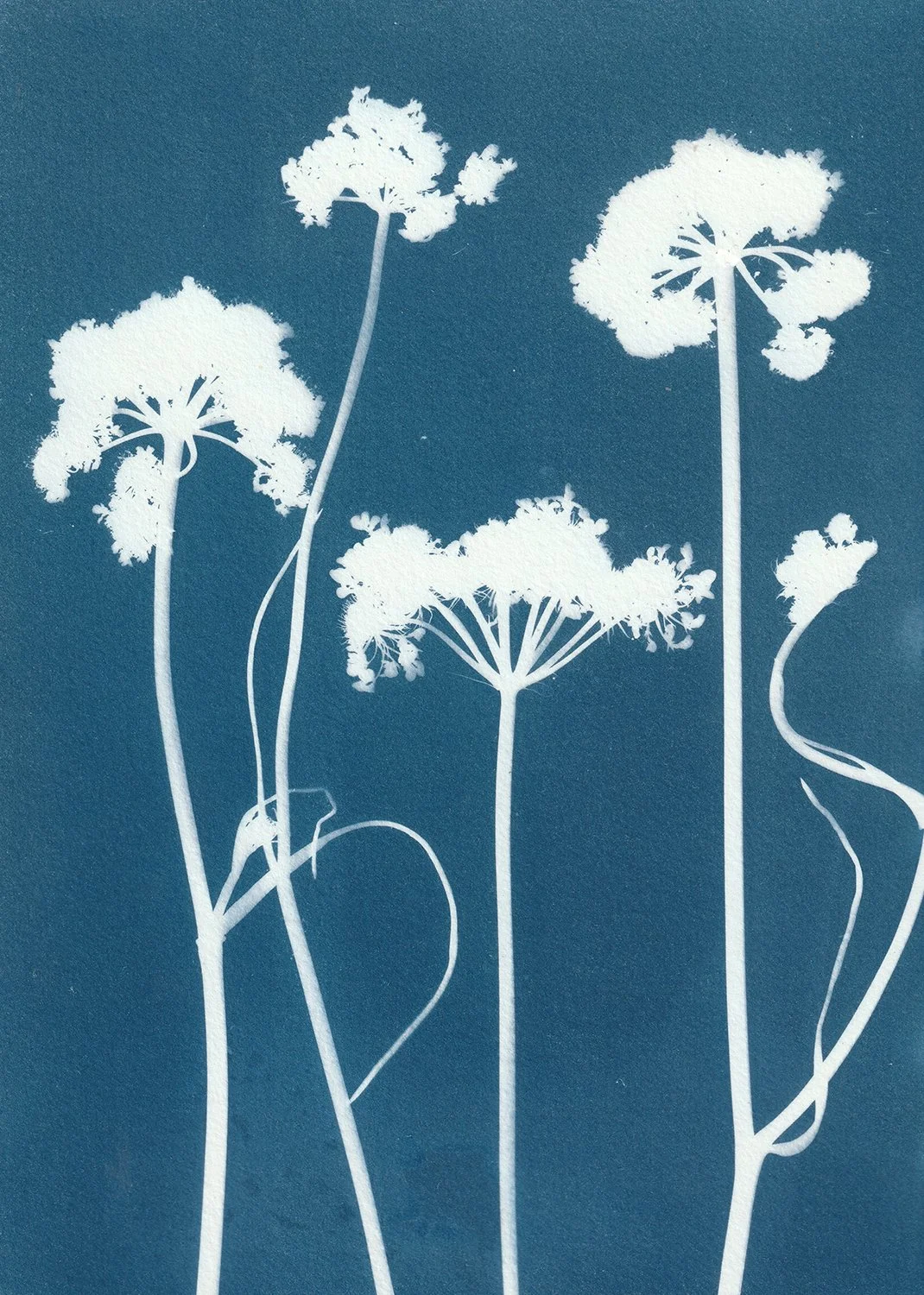 Daucus carota_web.jpg