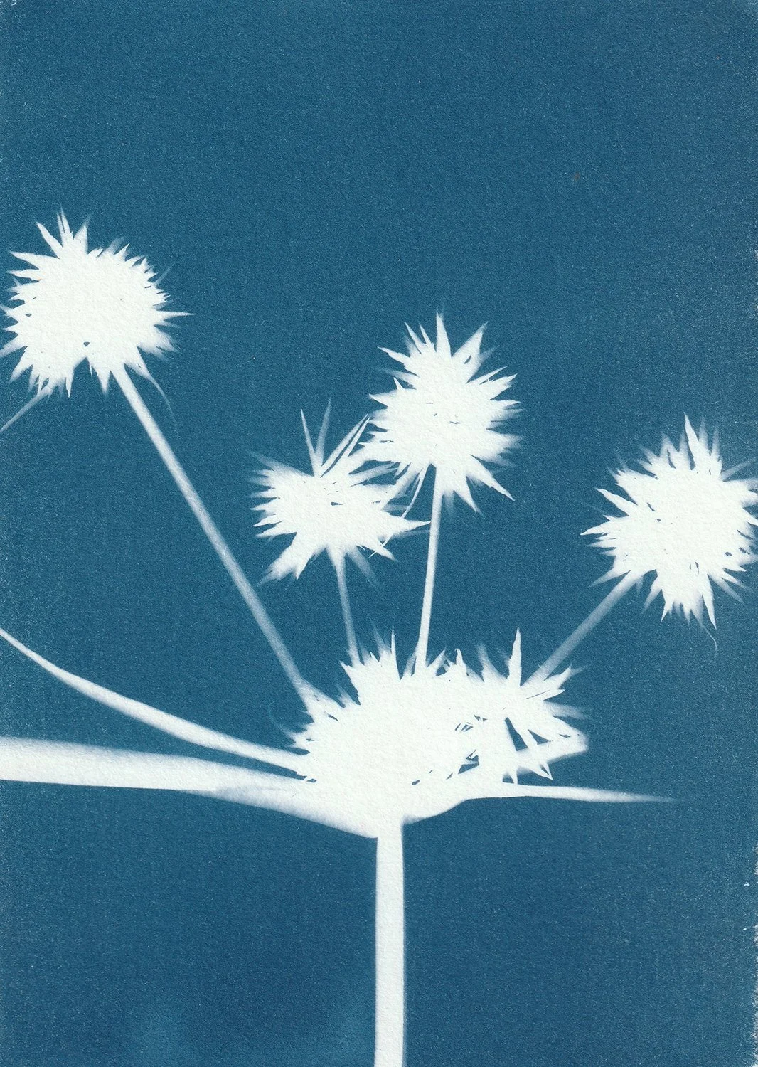 Cyperus eragrostis_web.jpg