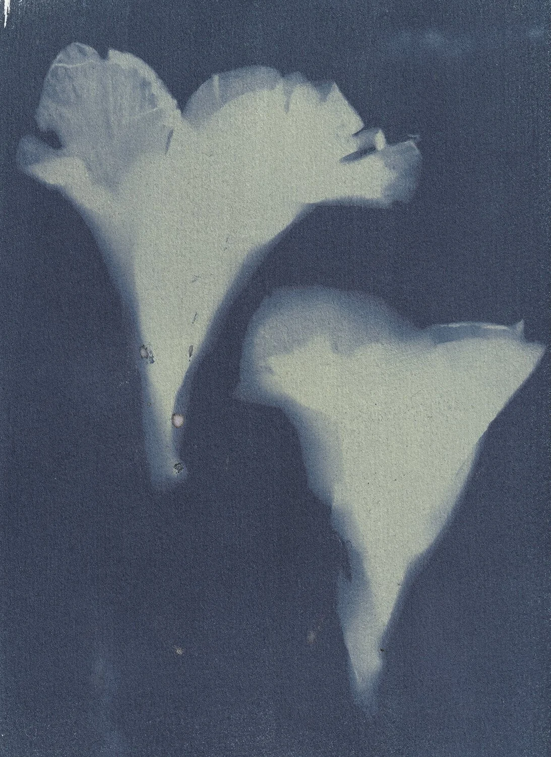 Canna indica_web.jpg