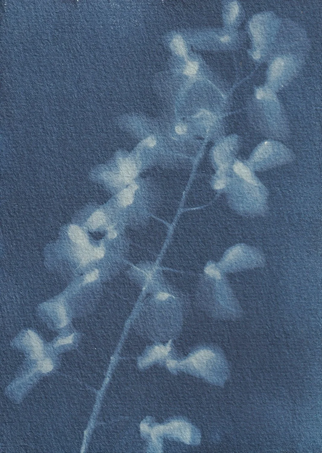 dynamic_Wisteria 3_web.jpg