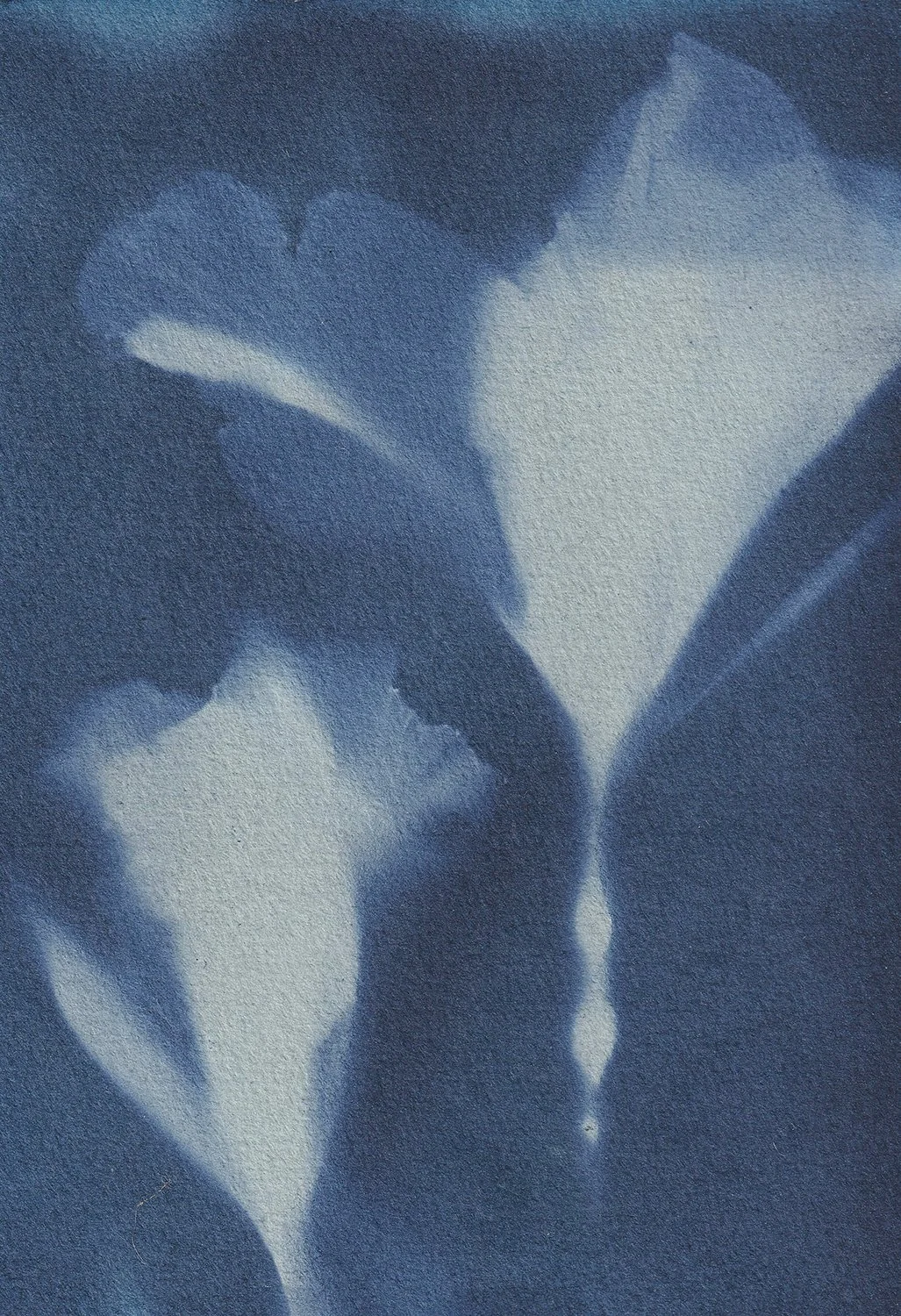 Dynamic Cyanotypes