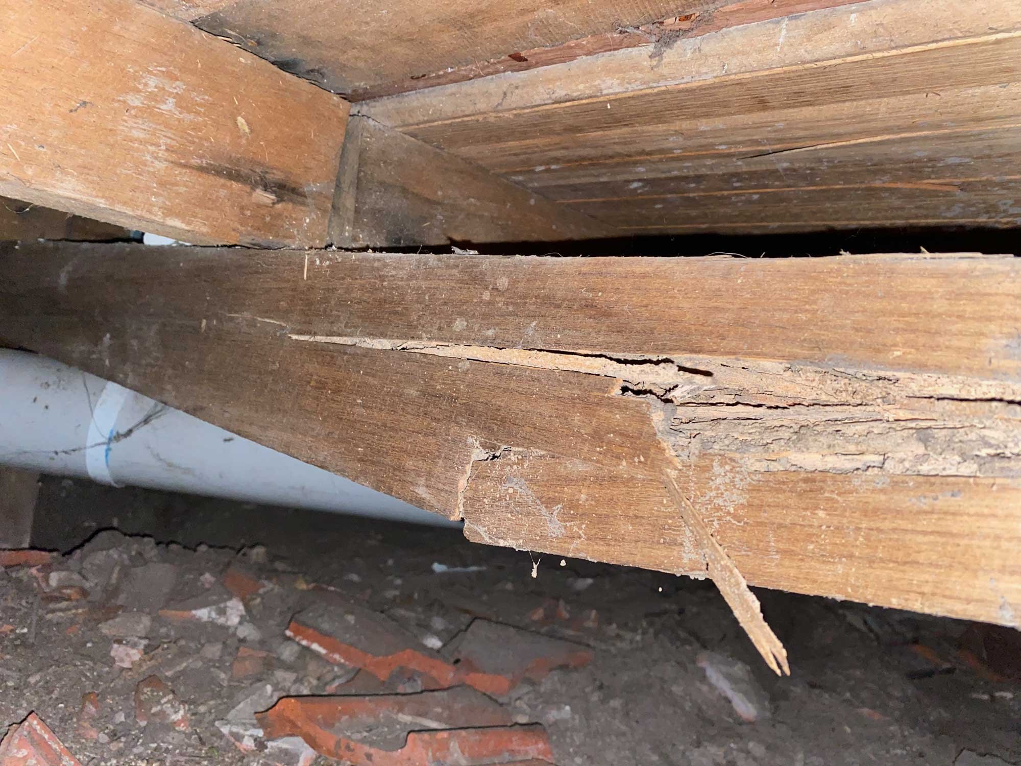 Severe termite attack in subfloor bearers 