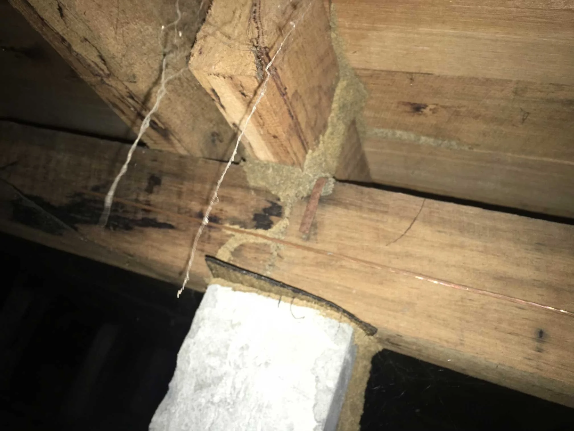 Termite infestation