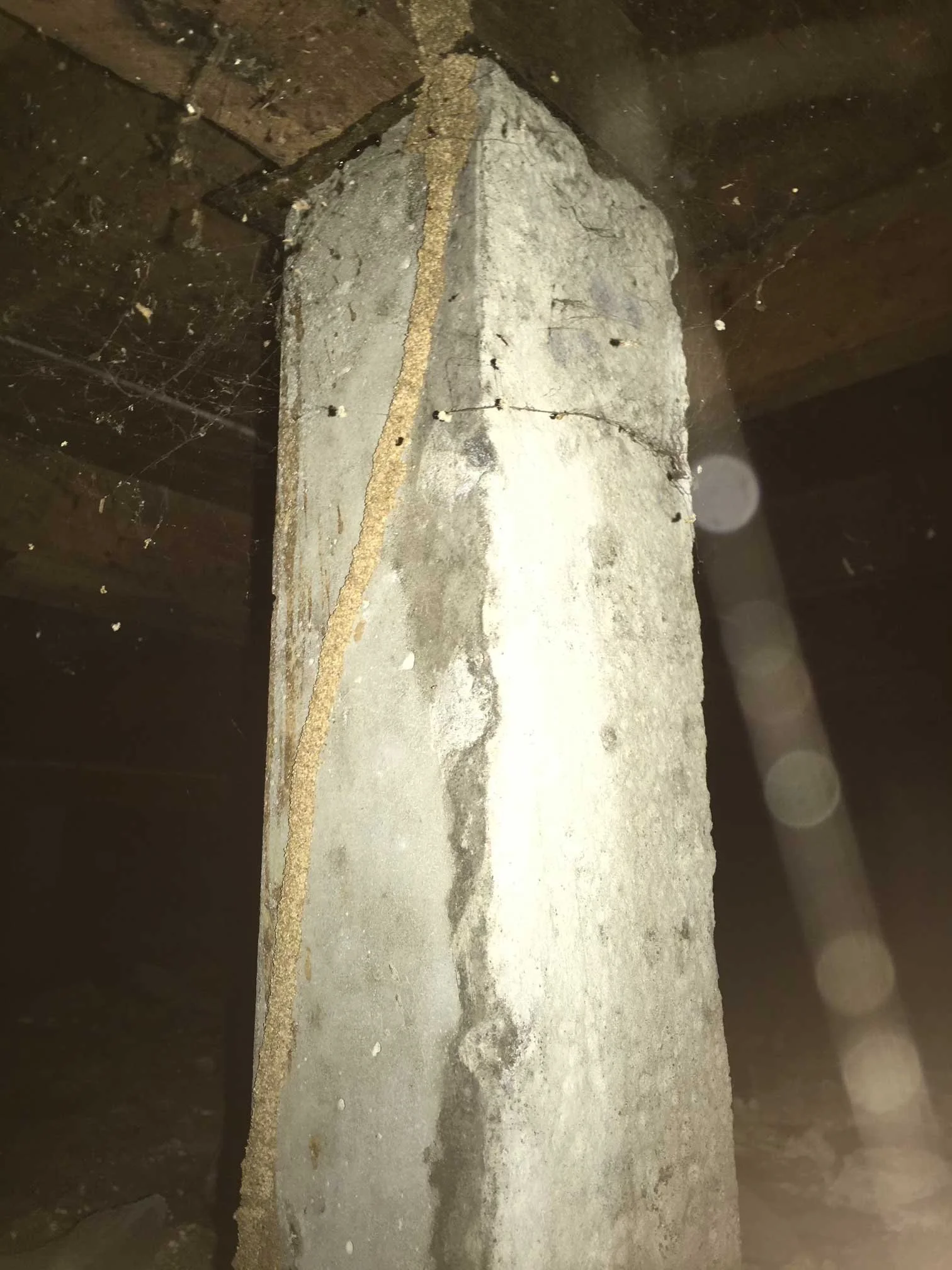Active and live termite lead