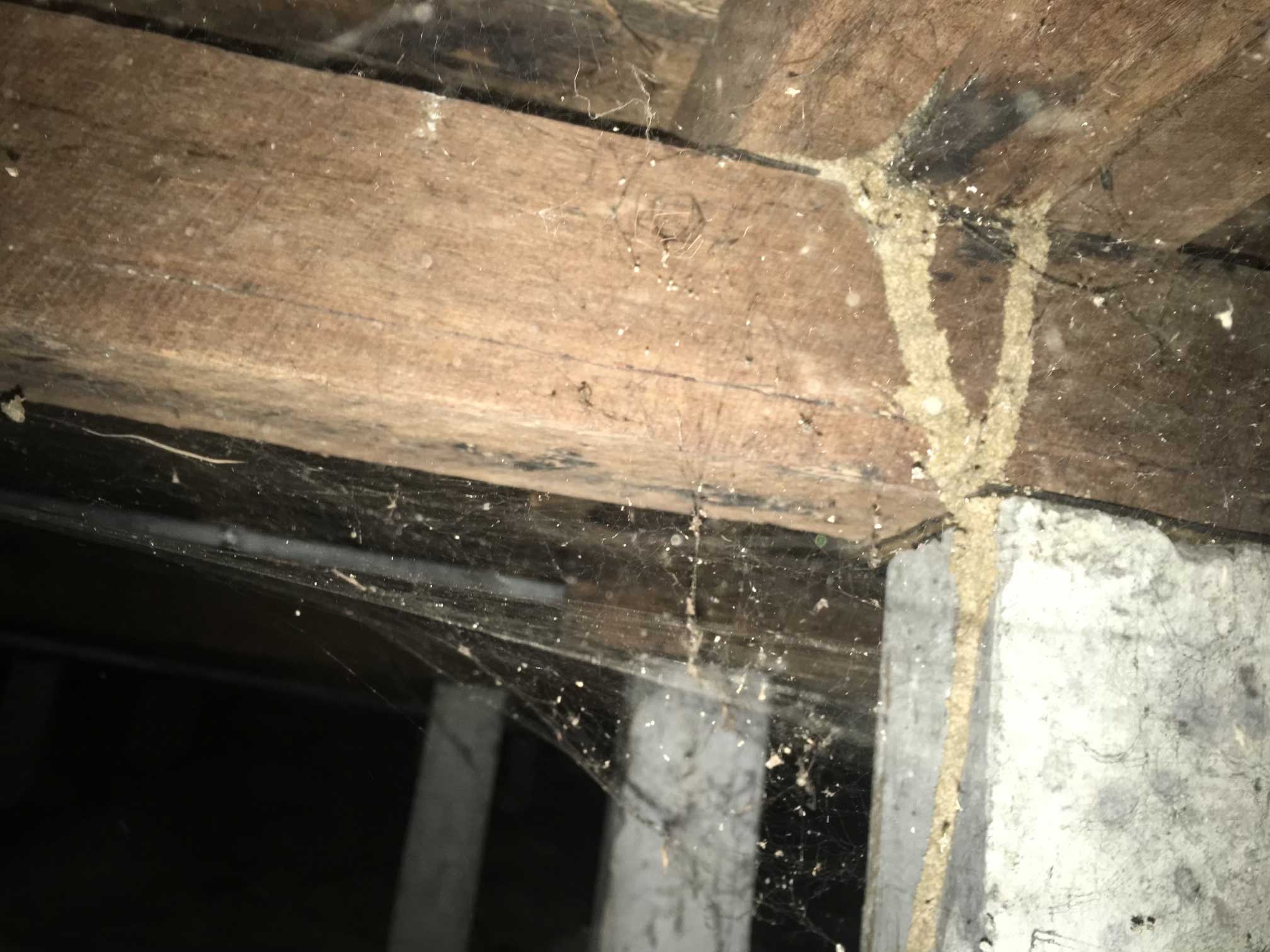 Active and live termite infestation 