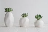 succulent.jpg
