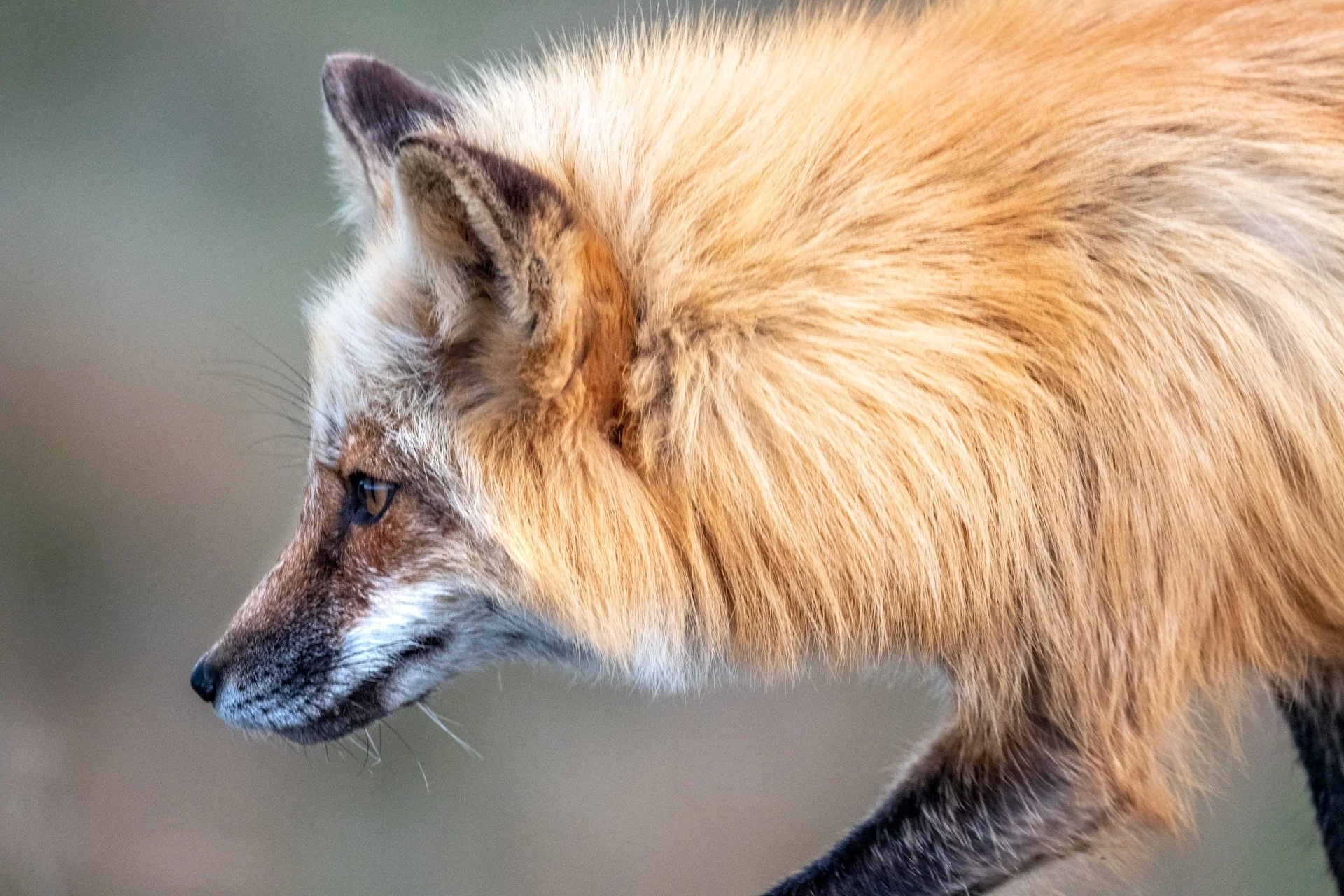 Red Fox 