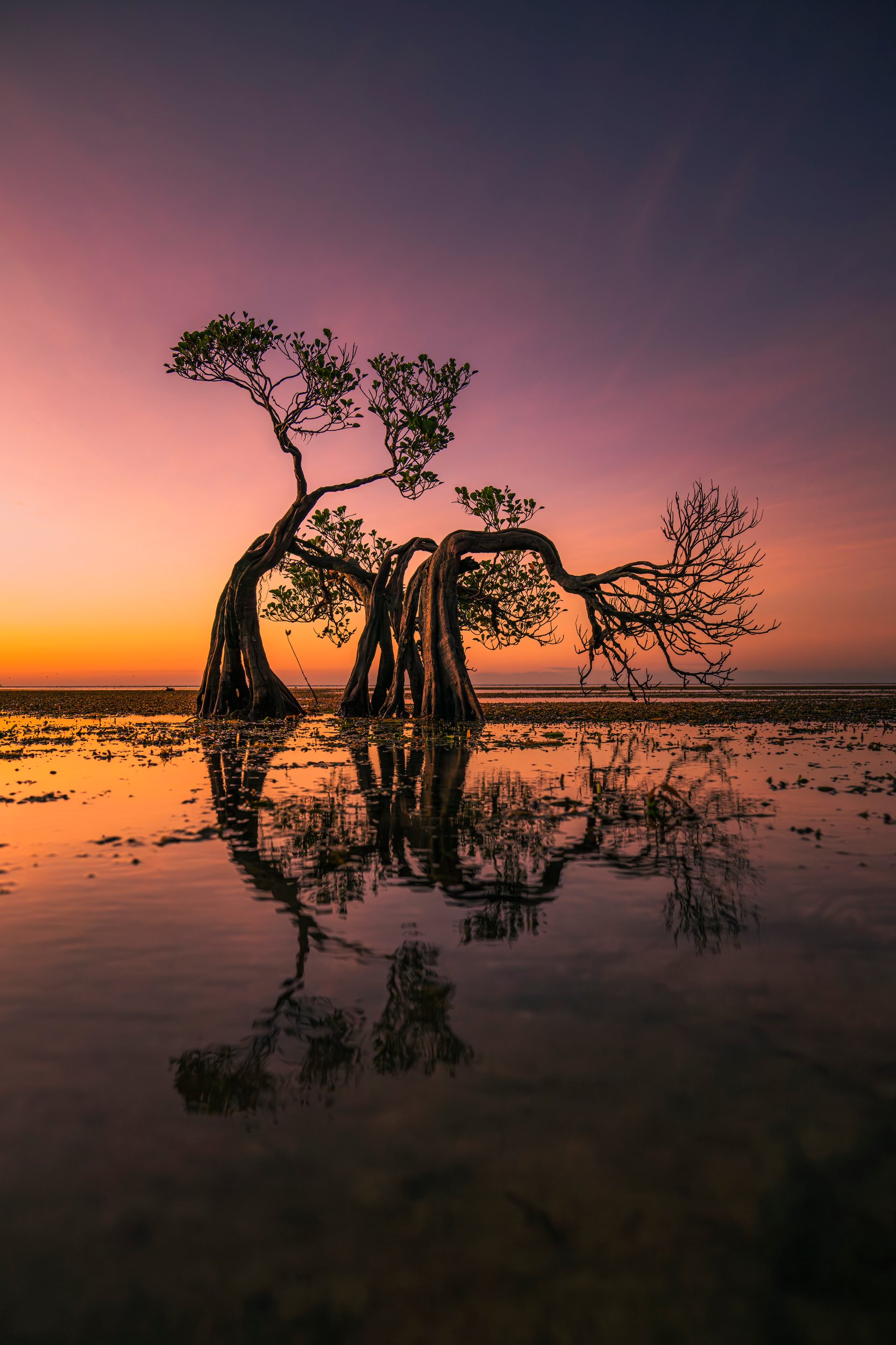 Dancing Trees of Sumba_P.JPG