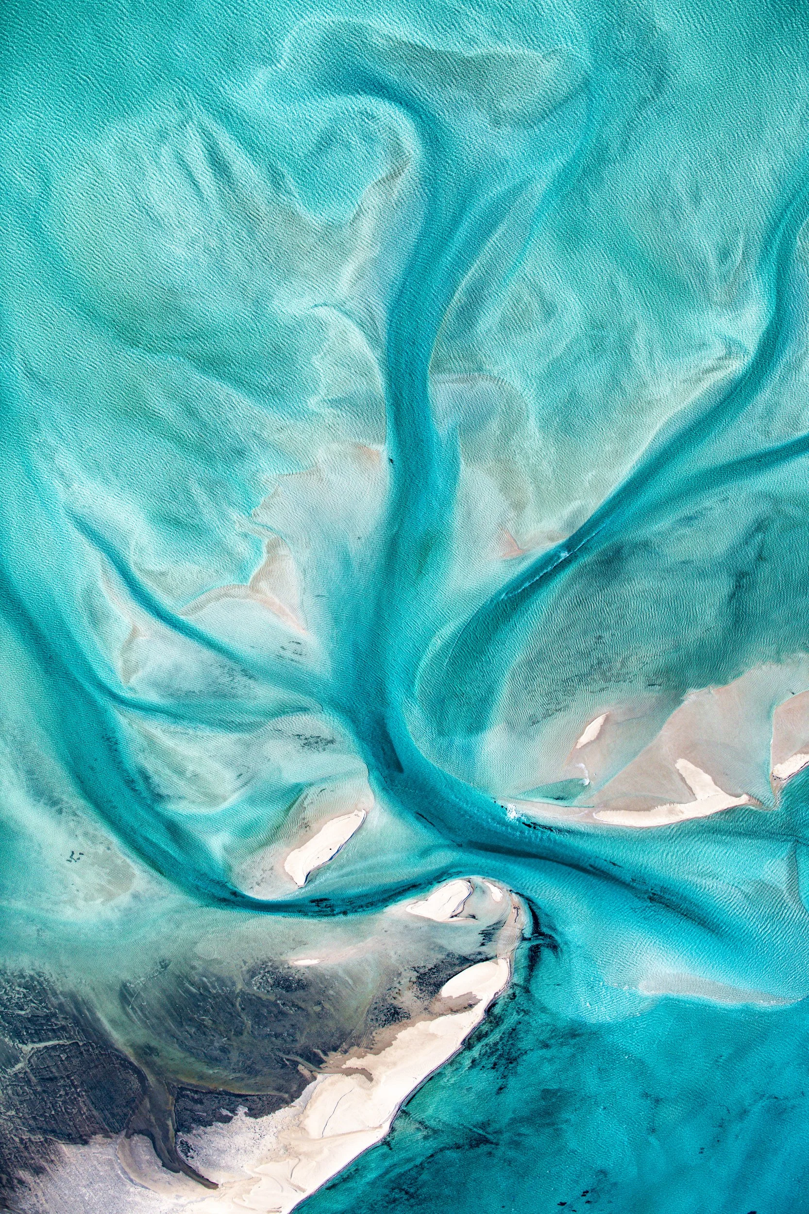 Tide Tree - Shark Bay.JPG