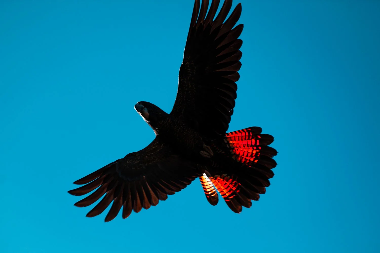 Black and Red Cockatoo.JPG