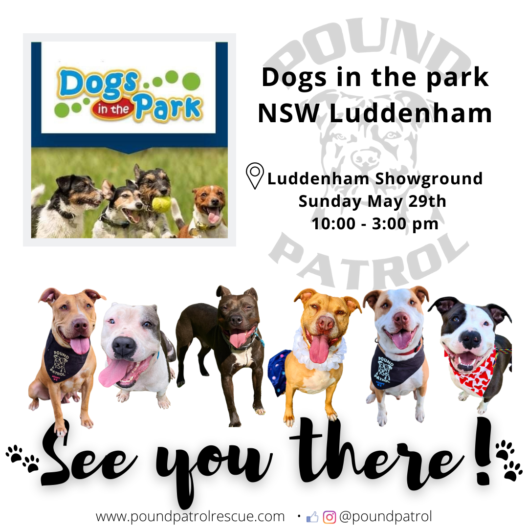 Dogs in the park NSW Luddenham
